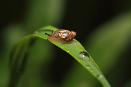 snail on herb amongst rain dripped