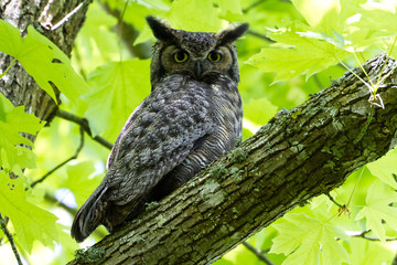 Great Horned Owl