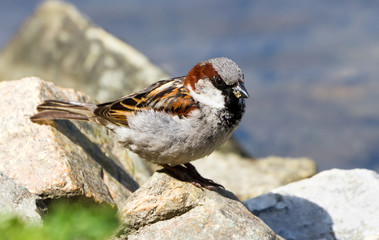 House Sparrow