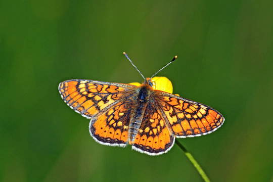 orange butterfly amongst green herb