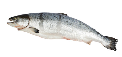 Atlantic Salmon Salmo