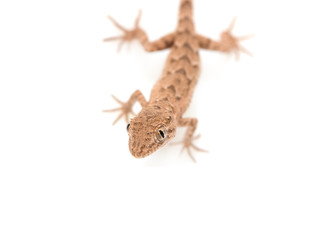 brown spotted gecko reptile isolated on white