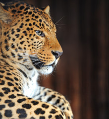 Fototapeta na wymiar Portret Leopard