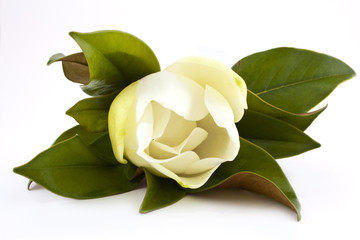 white magnolia