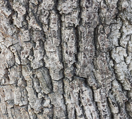 Old tree bark texture