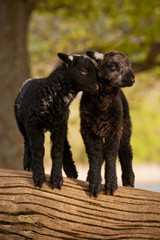 Love Is.  Two young lambs beside Derwentwater, Cumbria in the English Lake District.