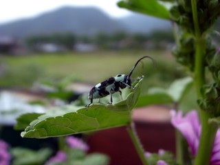 カミキリムシ