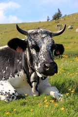 Vosgienne