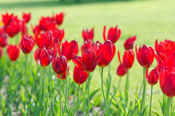 Obraz na płótnie Canvas Garden with tulip flowers in summer