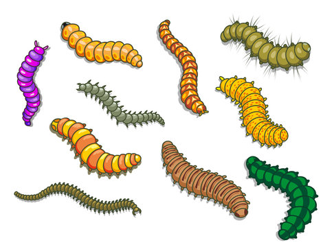 Worm Drawing Images – Browse 16,273 Stock Photos, Vectors, and Video |  Adobe Stock
