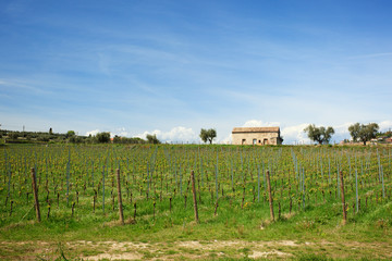 Vineyard with new vines and rustic building