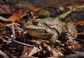Marsh Frog, Pelophylax ridibundus