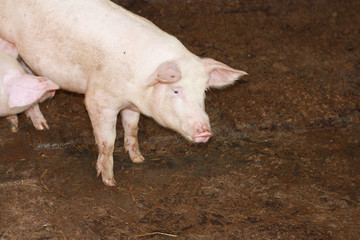 pig on a farm