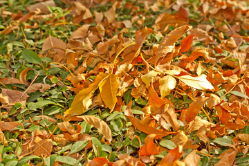 Yellow autumn maple leaves, shot from surface level