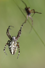 Eichblatt-Radspinne mit Männchen
