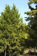 Branches Thuja background green tree