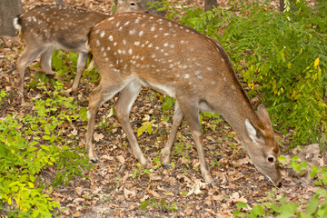 child of the red deer in wood . Bandhavgarh. India.