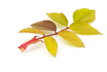 autumn leaf on white background