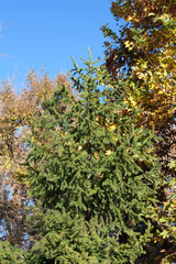 Autumnal versicolored beautiful trees and blue sky