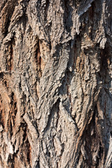 Tree bark texture