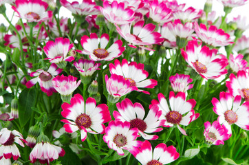 Beautiful pink flowers and green grass