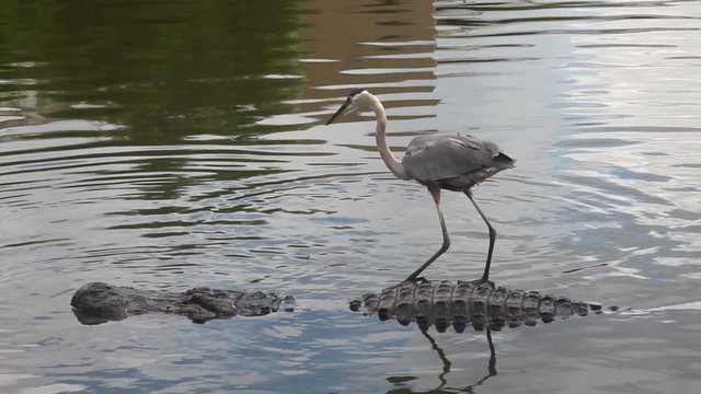 Alligator and Crane, florida swamp