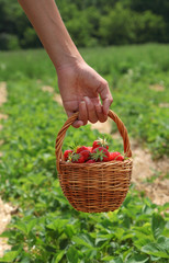 Young woman's hand with strawberries in basket