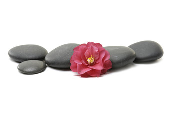 red camellia flower and pebble