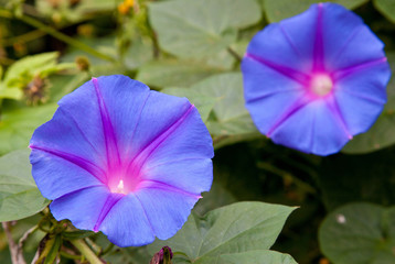 Morning glory flowers