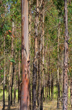 Eukalyptus - eucalyptus 15