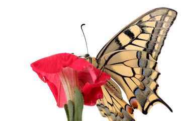 close up of butterfly Papilio Machaon on flower petunia