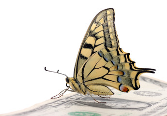 butterfly sitting on one dollar banknote