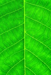 Macro background shot of green walnut leaf.