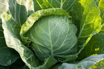 The whole green cabbage closeup