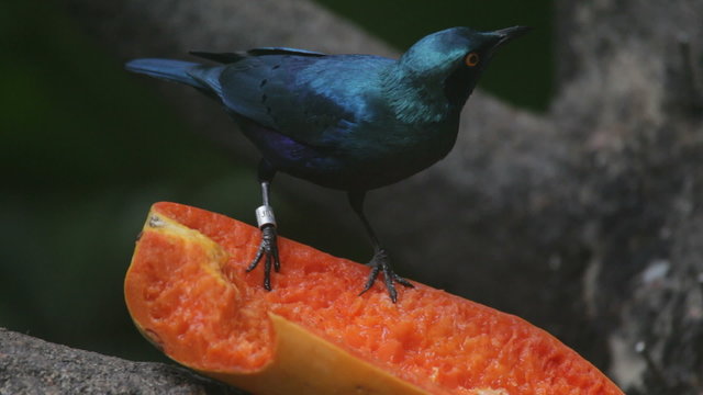tropical birds and fruit