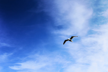 blue deep sky and seagull
