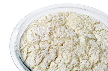 Dough yeast