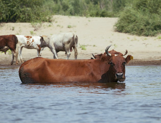 Fototapeta na wymiar Cows at a riverbank