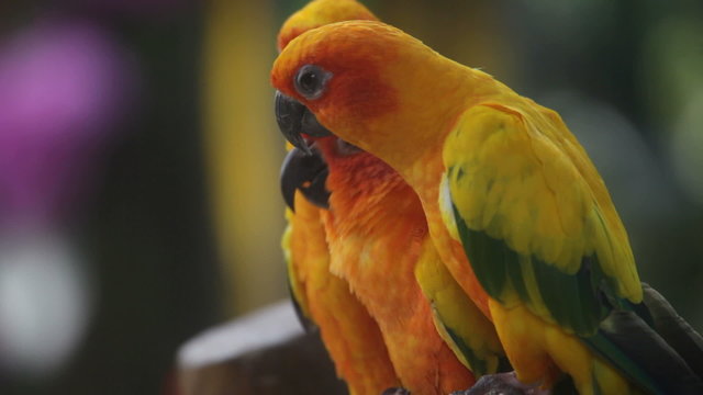 parrot, rainforest