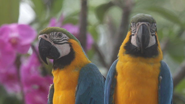 parrot, rainforest