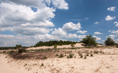 Fototapeta na wymiar Dune landscape in the Netherlands