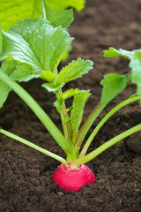 Organic radish growing in the soil
