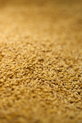barley for beer