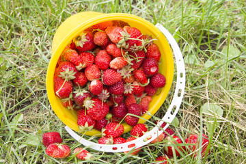 Ripe red strawberries in a yellow bucket