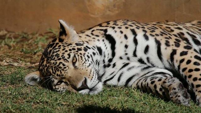 Male jaguar (Panthera onca) resting on the ground