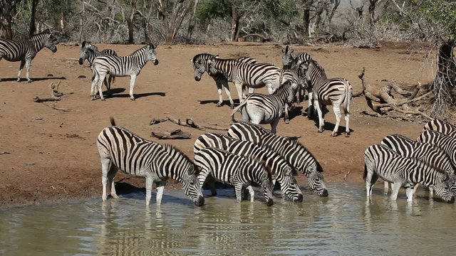 Plains Zebras gathering at a waterhole to drink, Mkuze