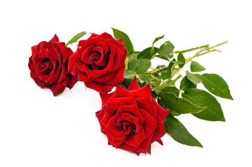 red roses isolated on white background