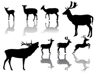 Gruppe Huftiere mit Schattenspiegelung