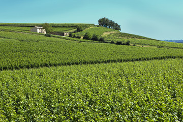 Fototapeta na wymiar Vigne, vin, vignoble, Saint-Emilion, paysage, campagne