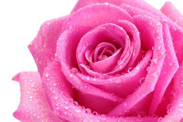 beautiful pink rose with drops close up, isolated on white